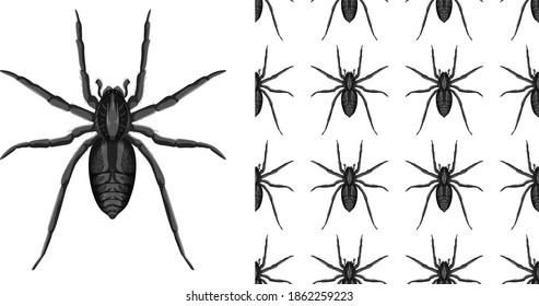 Spider insects isolated on white background and seamless illustration
