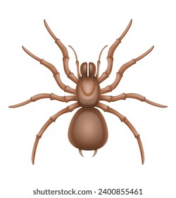 spider insects wildlife animals vector illustration isolated on white background