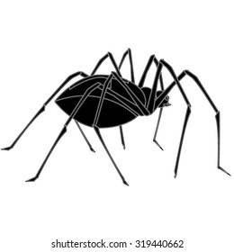 Spider isolated