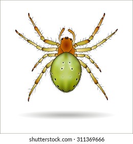 Spider isolated on white background. Araniella cucurbitina (Cucumber spider). Vector illustration.