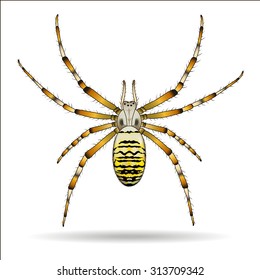 Spider isolated on white background. Argiope bruennichi. Vector illustration.