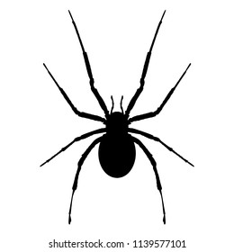 spider karakurt Latrodectus tredecimguttatus Animalia Arthropoda Chelicerata Arachnida AraneaeAraneomorphae Theridiidae Latrodectus vector black silhouette icon
