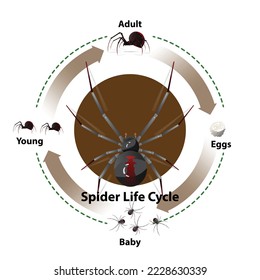 Spider Life Cycle vector illustration