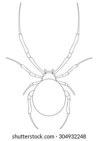 Spider line art.Vector illustration.