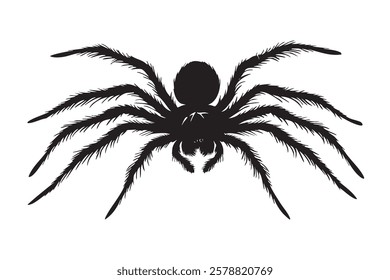 A spider with long legs and a black body