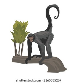 Spider monkey clip art clip art vector illustration isolated