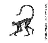 Spider monkey or Southern muriqui is crawling in vintage style. Hand drawn engraved sketch in woodcut style. 
