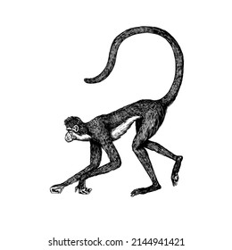 Spider monkey or Southern muriqui is crawling in vintage style. Hand drawn engraved sketch in woodcut style. 