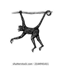 Spider monkey Southern muriqui hanging tree  Hand drawn engraved sketch in woodcut style  Vector illustration in vintage style 