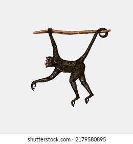 Spider monkey or Southern muriqui hanging on a tree. Hand drawn engraved sketch in woodcut style. Vector illustration in vintage style.