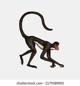 Spider monkey or Southern muriqui hanging on a tree. Hand drawn engraved sketch in woodcut style. Vector illustration in vintage style.