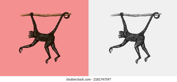 Spider monkey Southern muriqui hanging tree  Hand drawn engraved sketch in woodcut style  Vector illustration in vintage style 