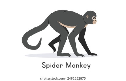 Vektorillustration eines Spider Monkey Cartoon Clipart Charakter, Tier im flachen Stil. Wilde Tiere, wilde Wesen, Wildtierkonzept. Spider Monkey Vektorgrafik Design isoliert auf weißem Hintergrund