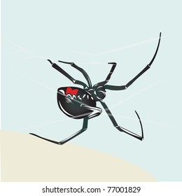 spider in nature