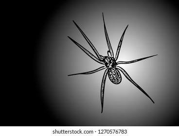 spider on the black