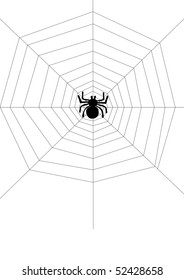 Spider on the net