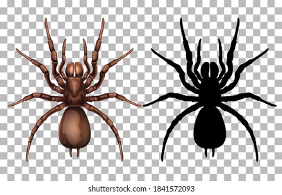 Spider en la ilustración de fondo transparente