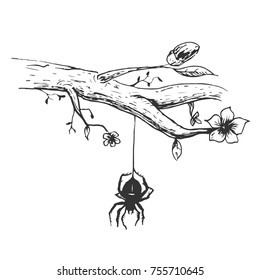 Spider on tree branch in hand drawn vintage style. Sketch vector illustration isolated on white background.