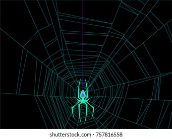 Spider on web