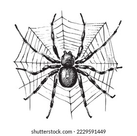 Spider on web hand drawn sketch Vector illustration