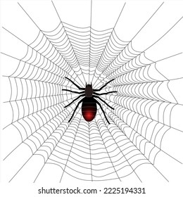 Spider on web, vector illustration.