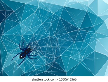 spider on web with water drops