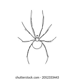 Spider one Line Art. Kontinuierliche Zeichnung von halloween Thema, gotisch, arthropod, schrecklich, beängstigend, schwarze Witwe, Karakurt, Tarantula.