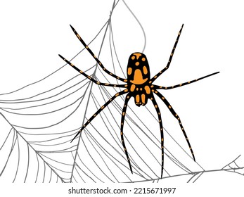 Spider with orange spots weaving a web on a white background. Vector illustration with a creepy insect for Halloween cards. Arachnophobe fear concept.
