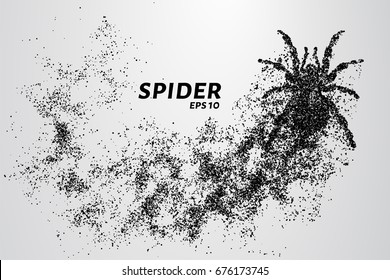 Spider of particles. The spider consists of circles and points. Vector illustration.