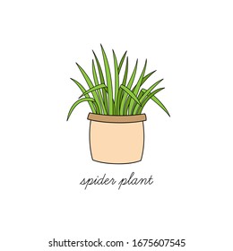 Spider plant, chlorophytum comosum vector illustration graphic. Hand drawn cute outlined indoor plant in pot. Isolated.