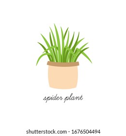 Spider plant, chlorophytum comosum vector illustration graphic. Hand drawn cute indoor plant in pot. Isolated.