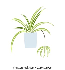 Spider plant in flowerpot. Flat hand drawn foliage chlorophytum houseplant for modern office or home decor illustration. Cute green flower for urban jungle garden.