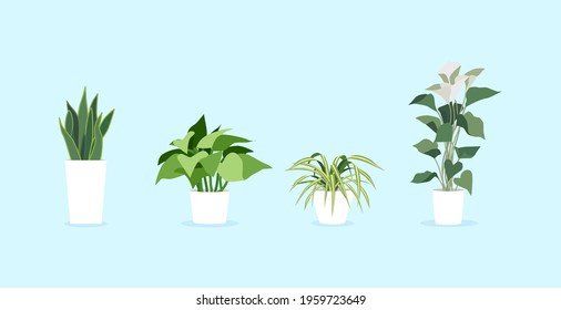 Spider plant, Golden Pothos, Pothos, Araceae, Variegated Snake Plant, Dracaena trifasciata, Snake Plant, Indoor Plants, vector, modern indoor plants ,potted plants.