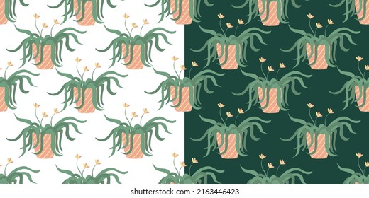 Spider plant houseplants seamless patterns on white and green. Hand drawn flat vector illustration. Potted plants in garden. Great for fabrics, wrapping papers, wallpapers, covers.