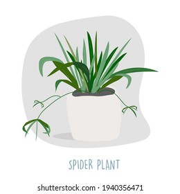 Spider plant illustration. Indoor plants. House plants stock vector illustration. Plant easy to keep alive. Interior decoration houseplants concept. Flat colorful vector illustration