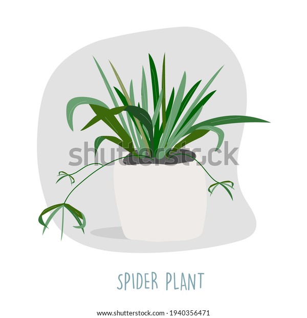 Spider plant illustration. Indoor plants.\
House plants stock vector illustration. Plant easy to keep alive.\
Interior decoration houseplants concept. Flat colorful vector\
illustration