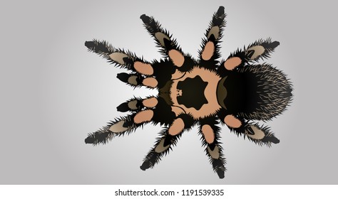 spider, redknee tarantula