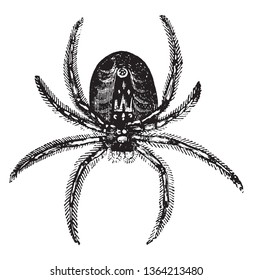 Spider is a reservoir inside contains gummy matter from which silk is made, vintage line drawing or engraving illustration.