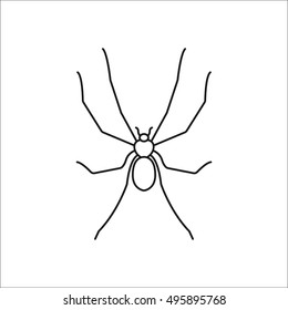 Spider sign line symbol icon on background