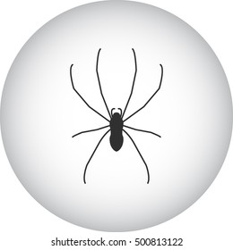 Spider sign silhouette symbol icon on background