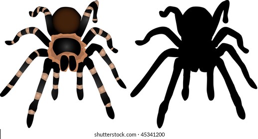 Spider Silhouette 1