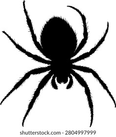 Spider Silhouette Against White Background Detailed Eight Legged Arthropod Shape
