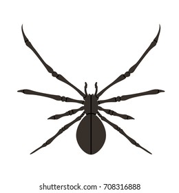 Spider silhouette in black. Poisonous animal design. Vector illustration isolated on white background. Happy Halloween concept.