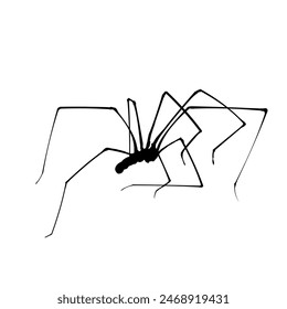 silueta de araña aislada - Ilustración vectorial	