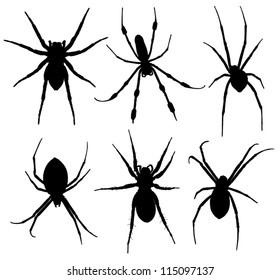 Spider Silhouette on white background