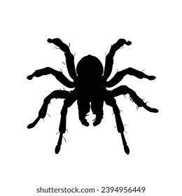 Spider silhouette. Spider vector illustration.