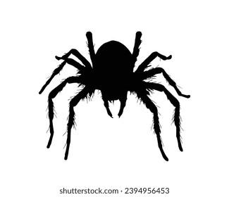 Spider silhouette. Spider vector illustration.