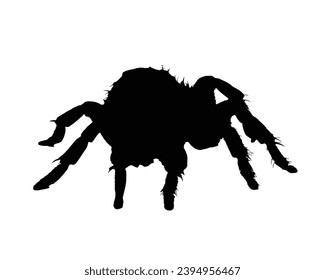 Spider silhouette. Spider vector illustration.