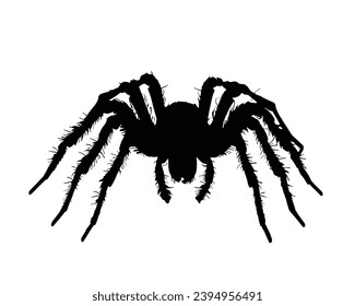 Spider silhouette. Spider vector illustration.