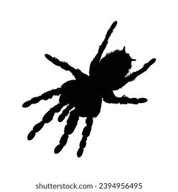 Spider silhouette. Spider vector illustration.